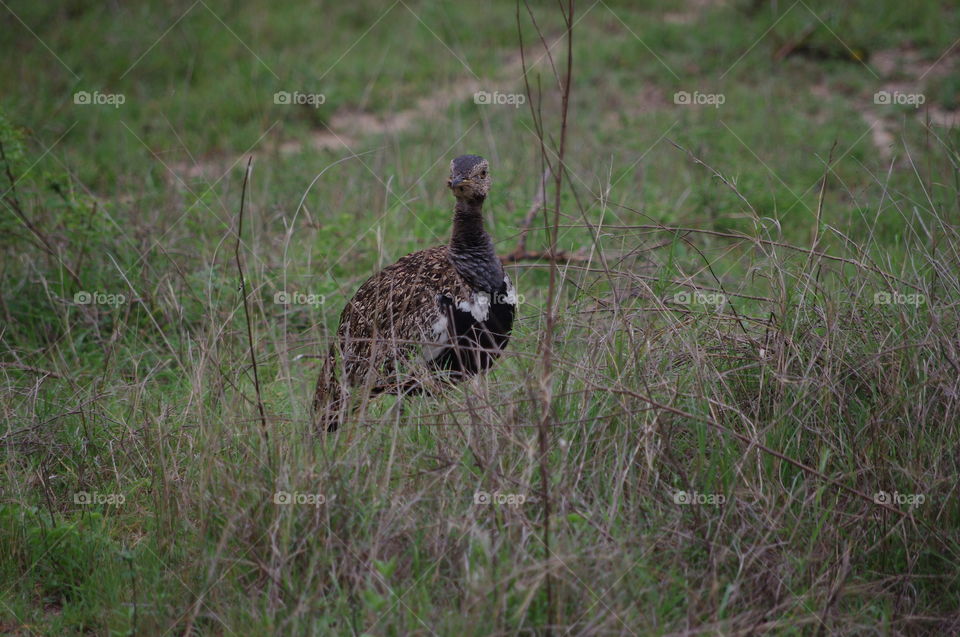 South African bird