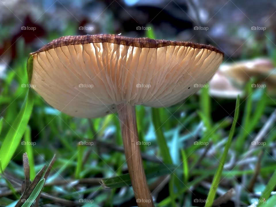 Mushroom #2