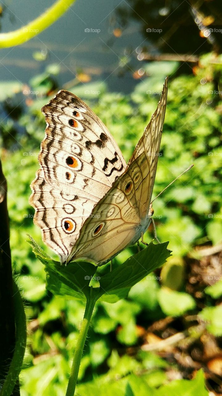 This is a beautiful  butterfly