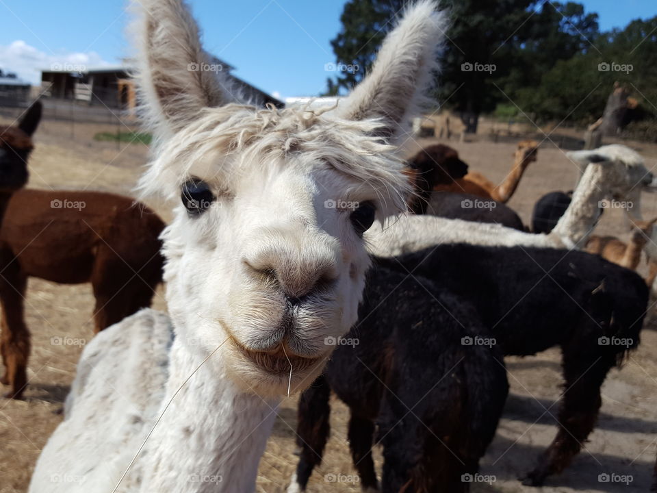 Portrait of white alpaca