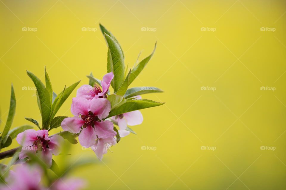 As a symbol of spring flowers
