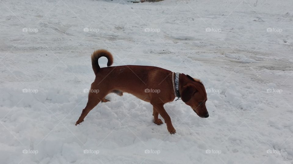Dog at snow