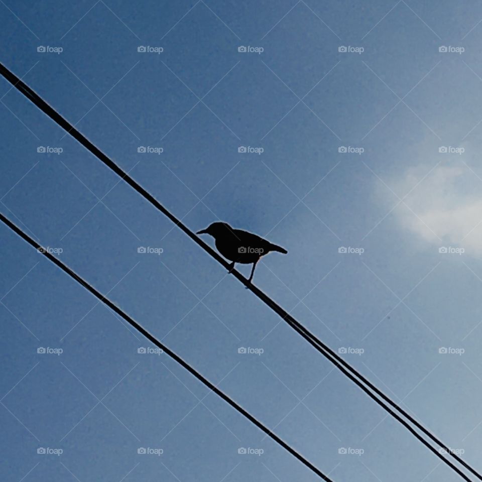 The lonely bird this afternoon.  What a bucolic photograph! / O pássaro solitário nesta tarde. Que fotografia bucólica!