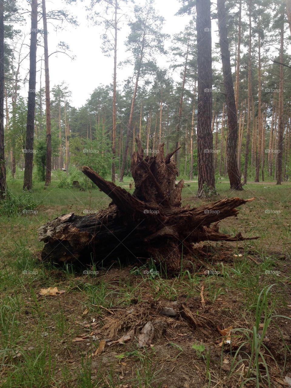 Tree roots in the forest