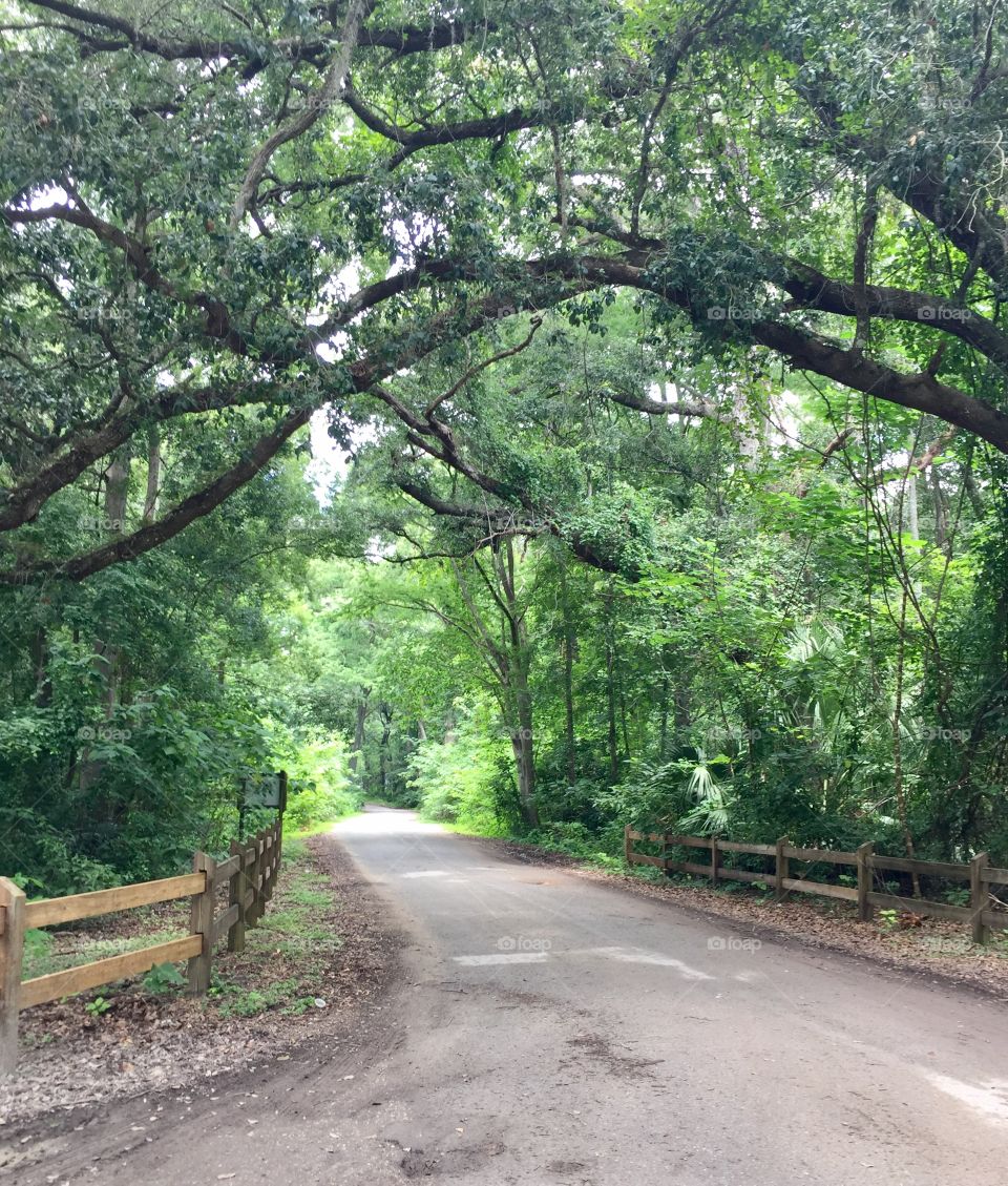 Canopy of trees over a rural country road in the woods