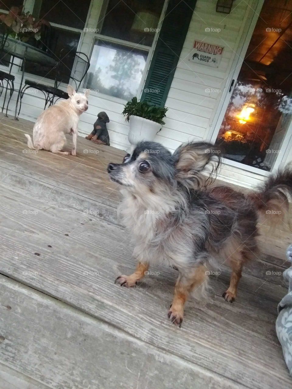 rescues, dogs, home, happy, small, porch