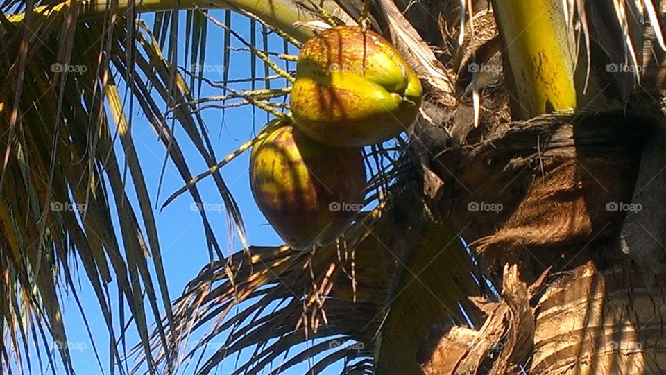 Lookout for Coconuts