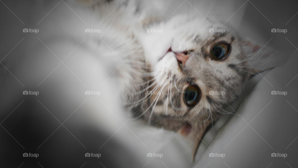 Cute cat trying to touch the camera