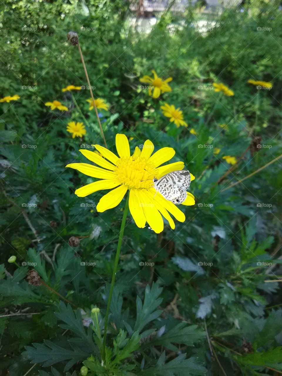 Tiny white butterfly on yellow flower at Woodmont Park
