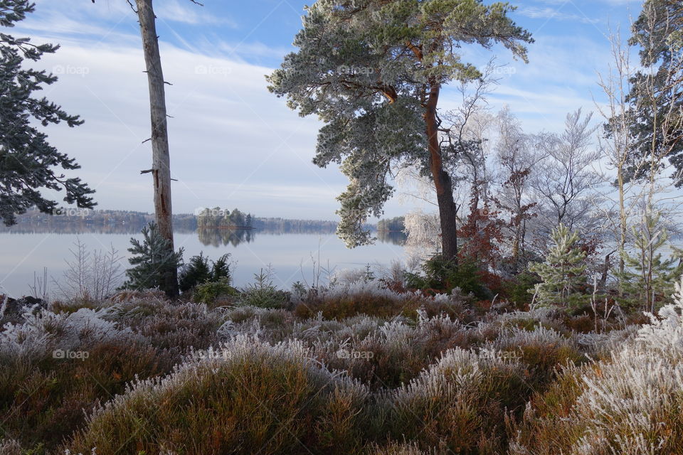 Scenic view of nature