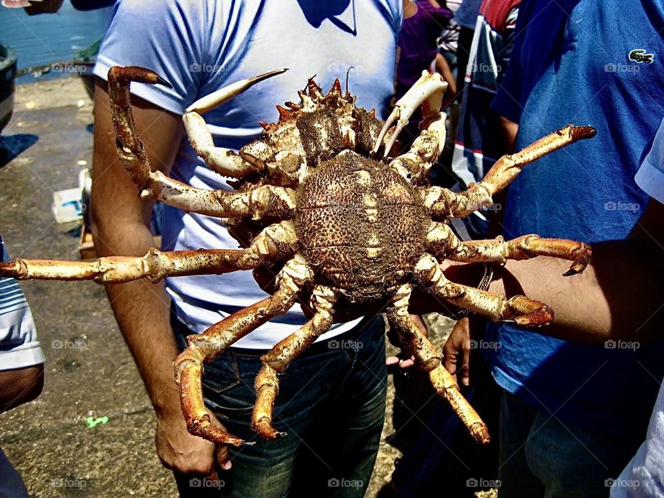 Crab, a big one