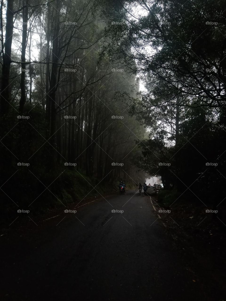 road through pine forest