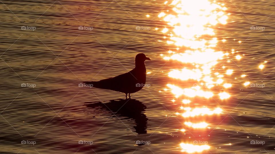 silhouette