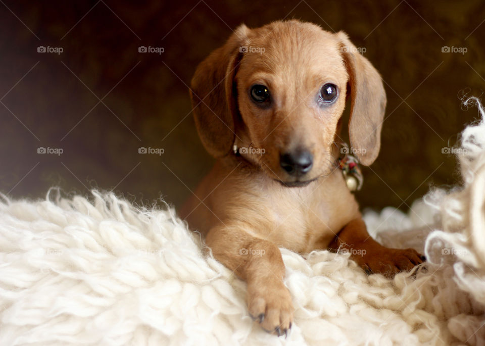 Little dog on the blanket at my bed