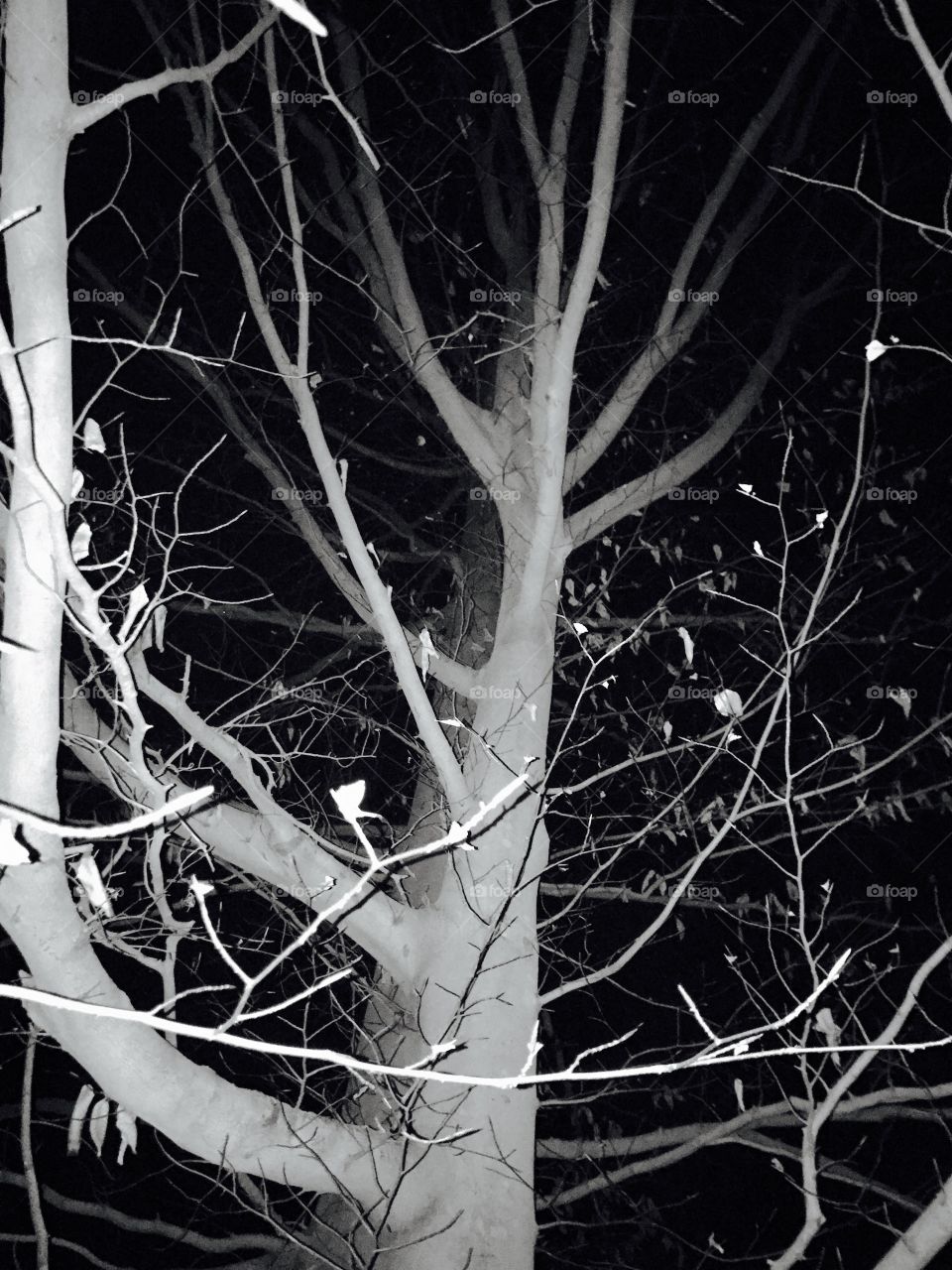 Silver White Tree Branches Raise Arms To The Black Evening Sky Like Ghosts In Winter Wood