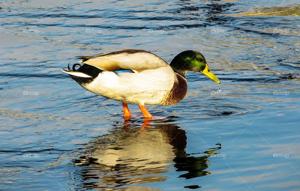 duck in a puddle