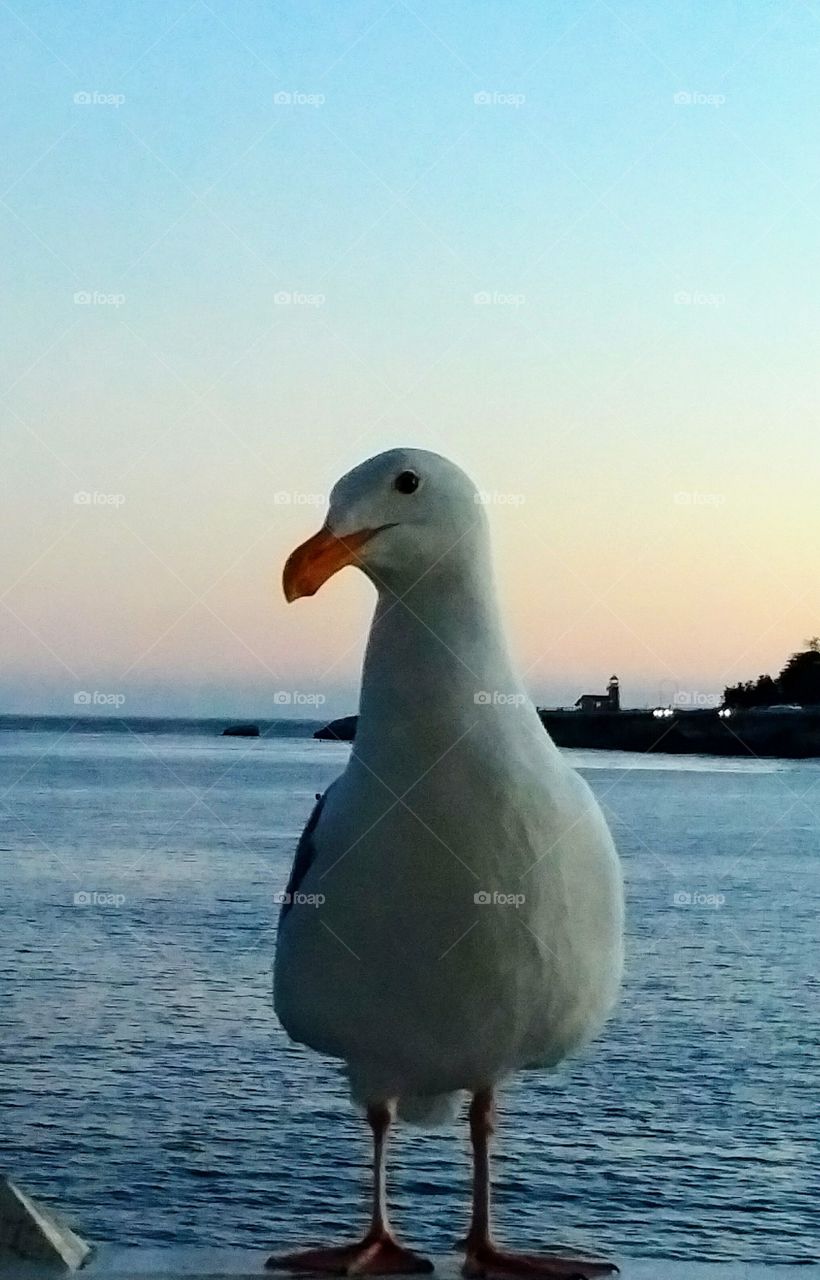Portrait of a Seagull - It posed as if it did this all the time