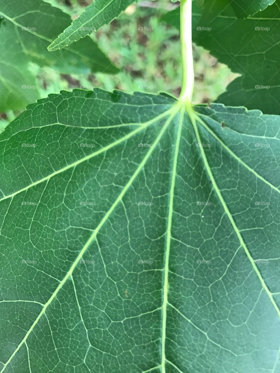 Close up of a simple leaf. I find the tiny veins in each leaf interesting 
