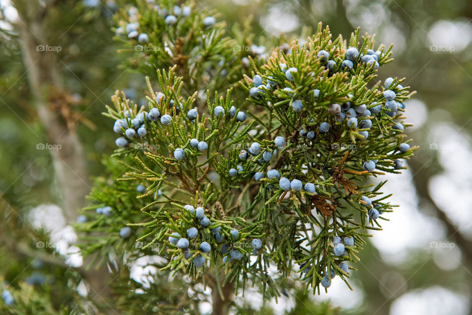 Close-up of juniper berry