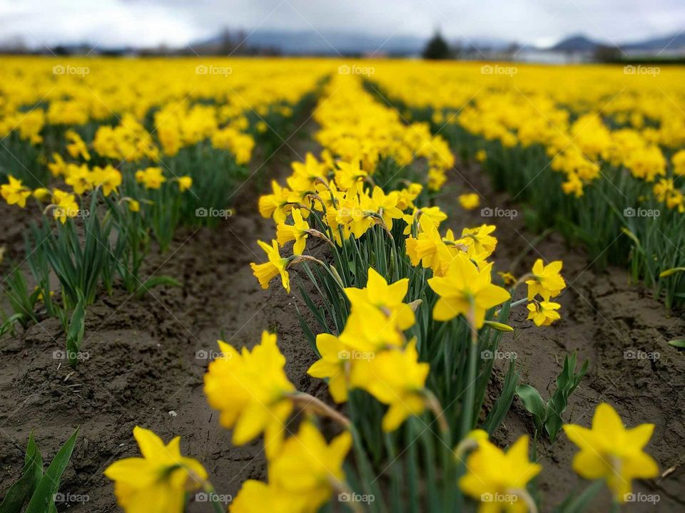 daffodil field