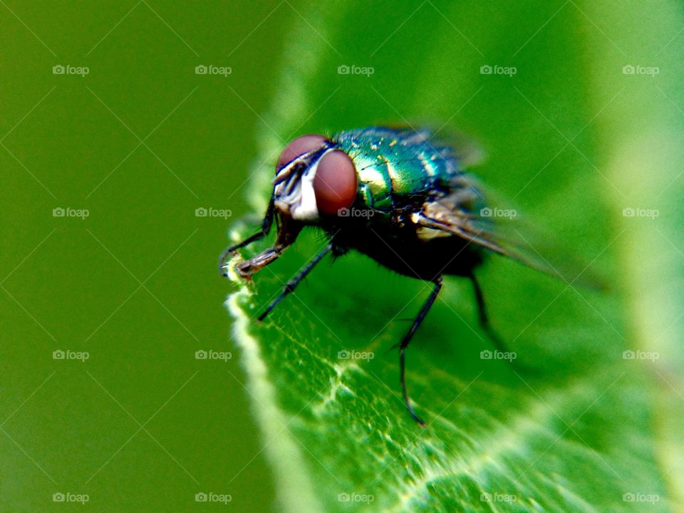 Macro fly