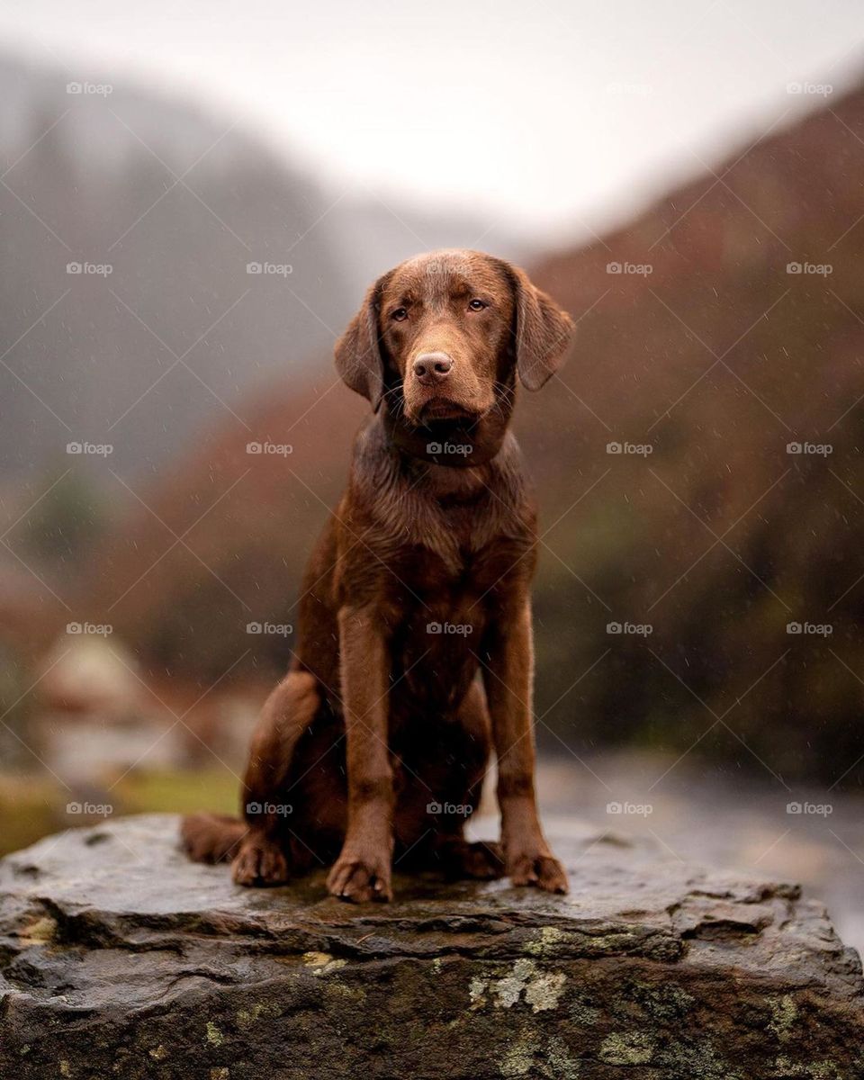 dog in a rain