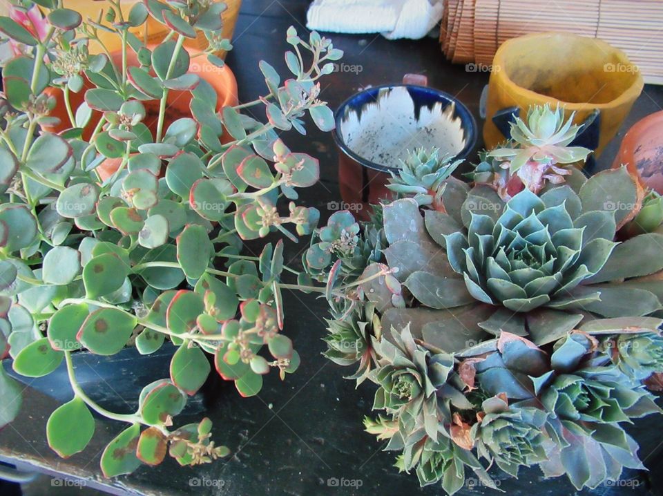 Beautiful new succulents ready to plants in the yard or in a pot.  