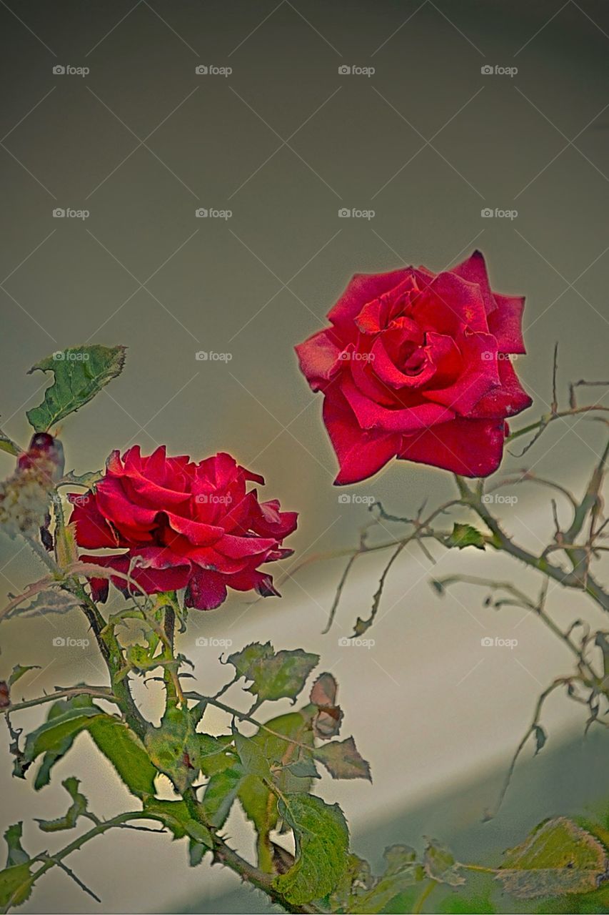 Romantic roses