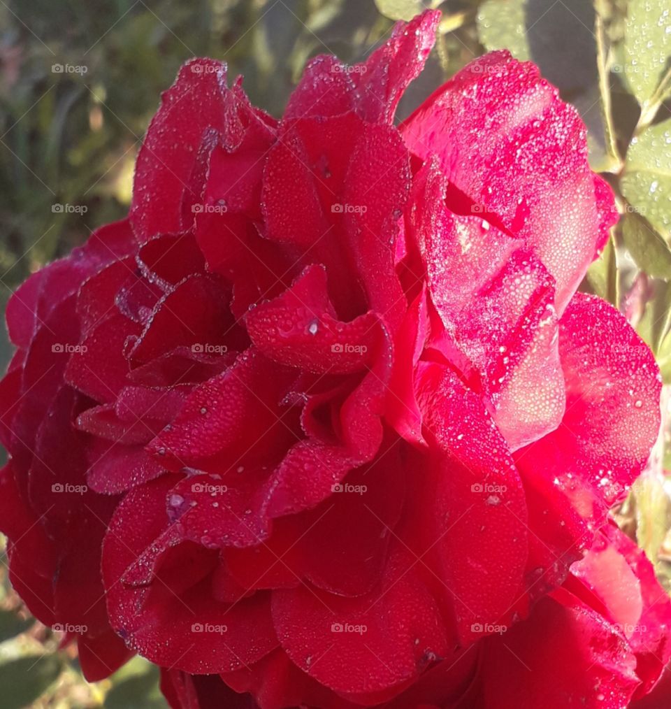 red rose with dew