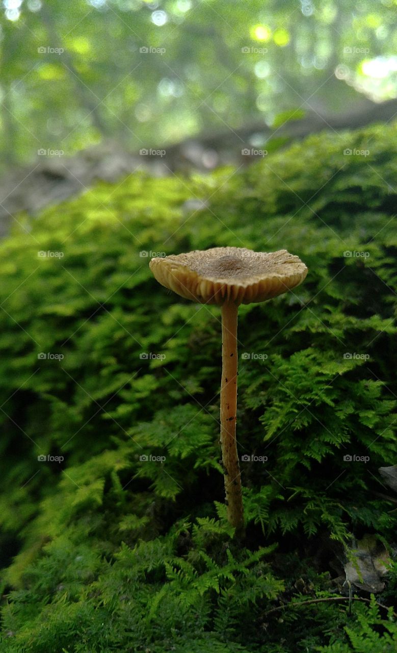 forest shroom