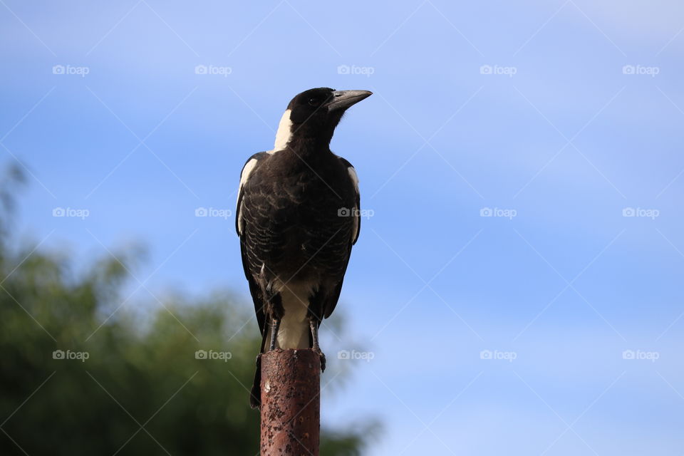 Dreamer! Solitary magpie perched on post, looking off into the distance, closeup 