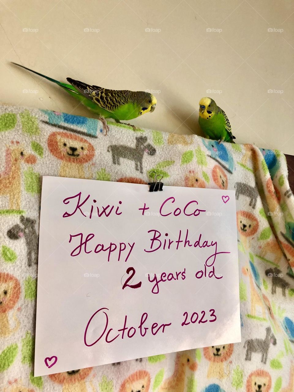 My pet birds Kiwi and Coco , with the Birthday poster🎂 🎉