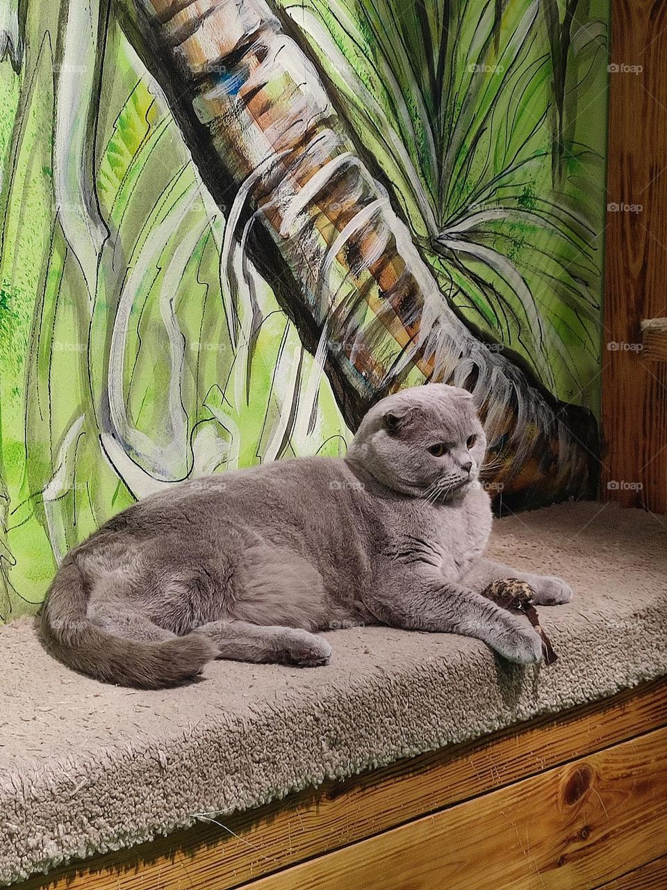Photo of a British gray cat living in a zoo