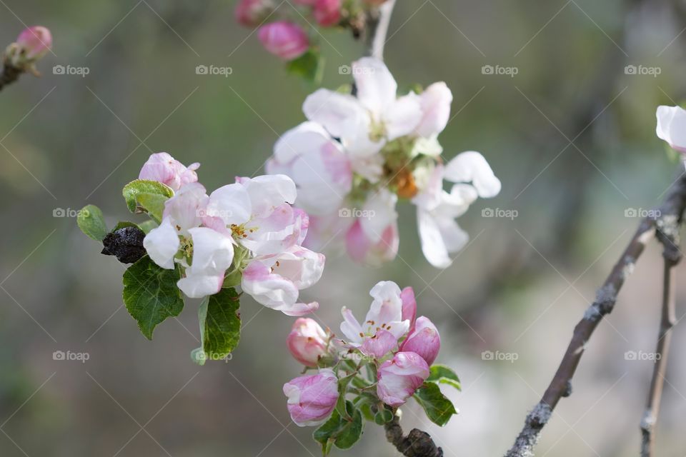 apple blossom