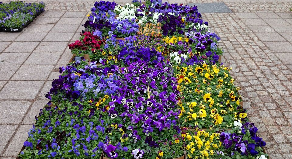 pansies. pansies 