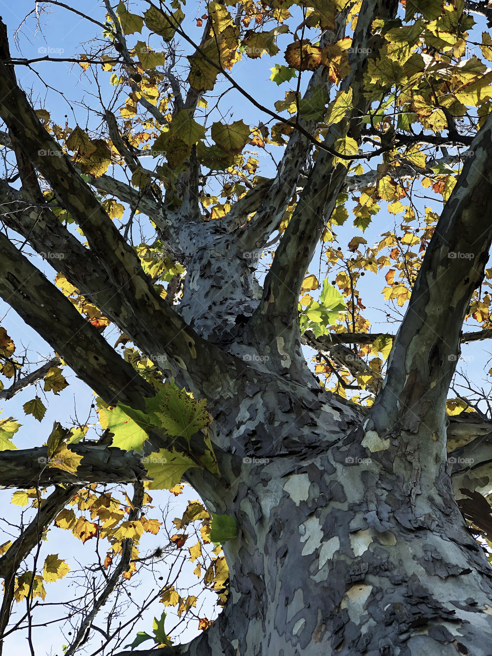 Sycamore tree with leaves turning and peeling bark