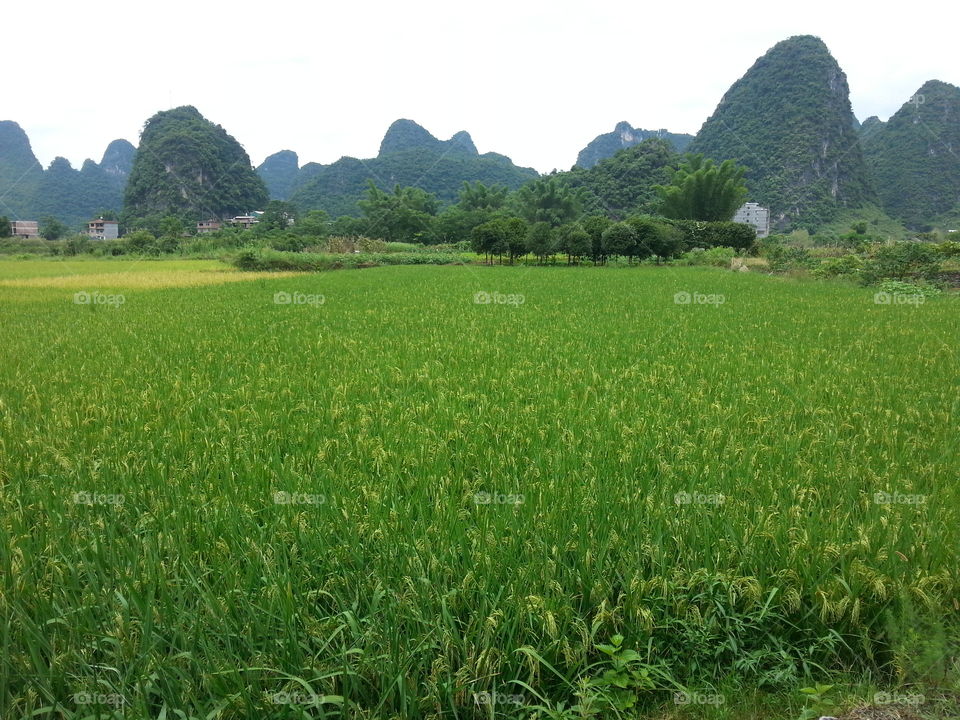 super green Chinese scenery