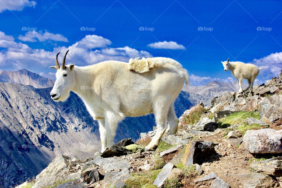 Mountain goats