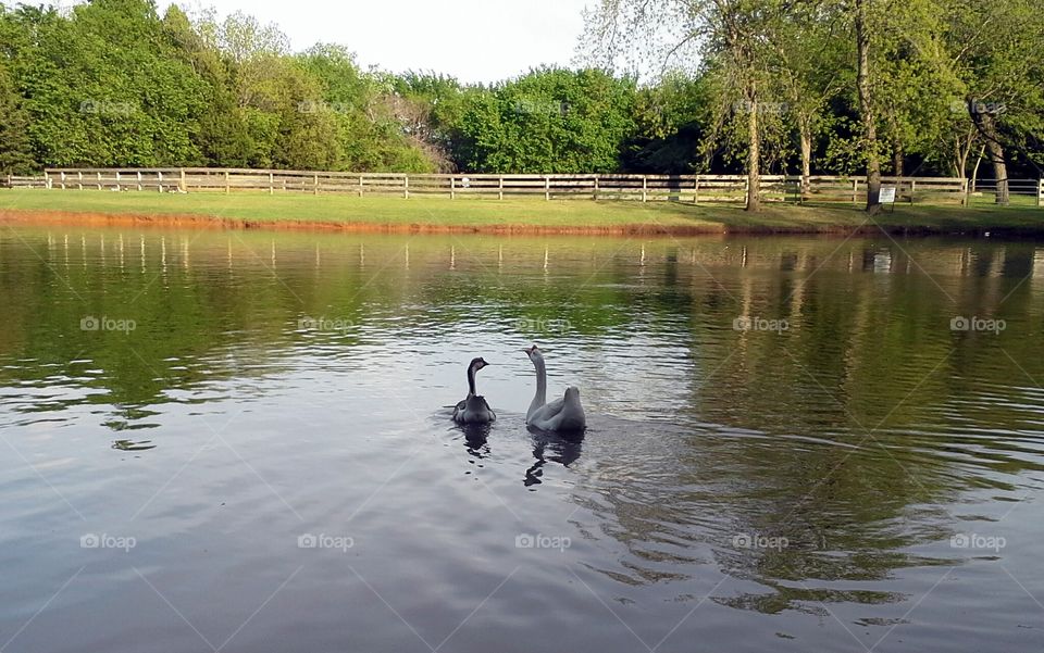 Pond Geese