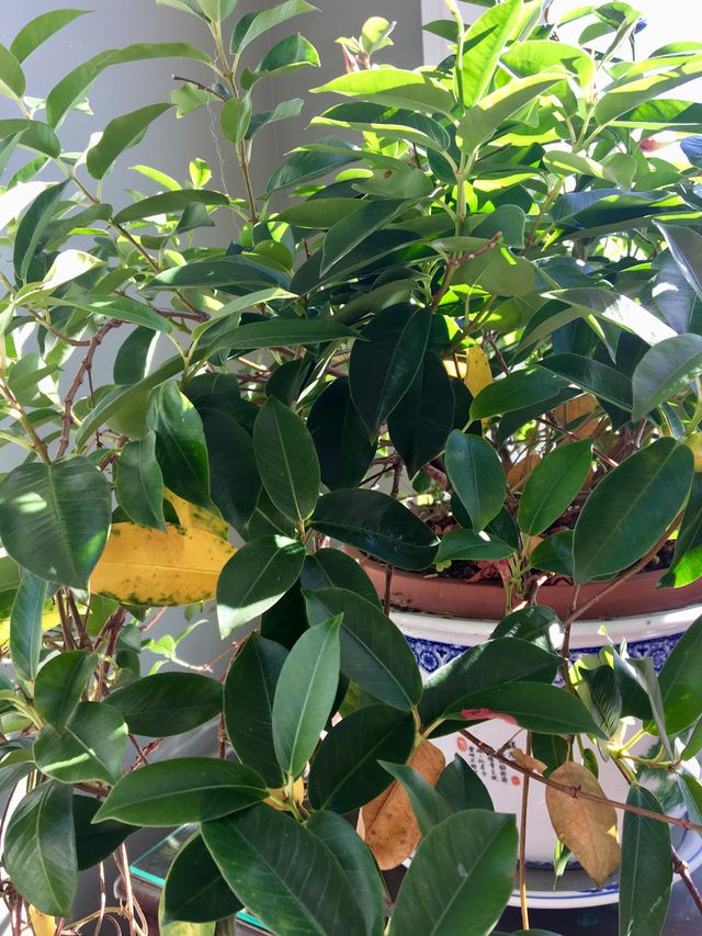 Plant