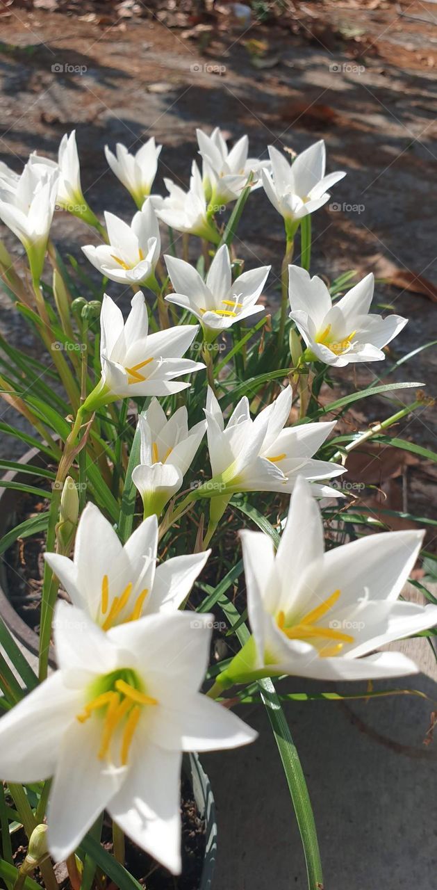 spring, white flowers, wallpaper, natural