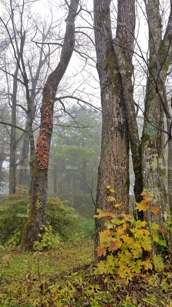 Foggy forest