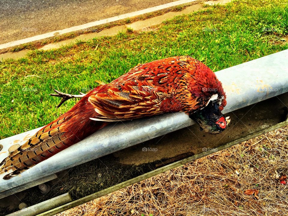 Roadkill pheasant 