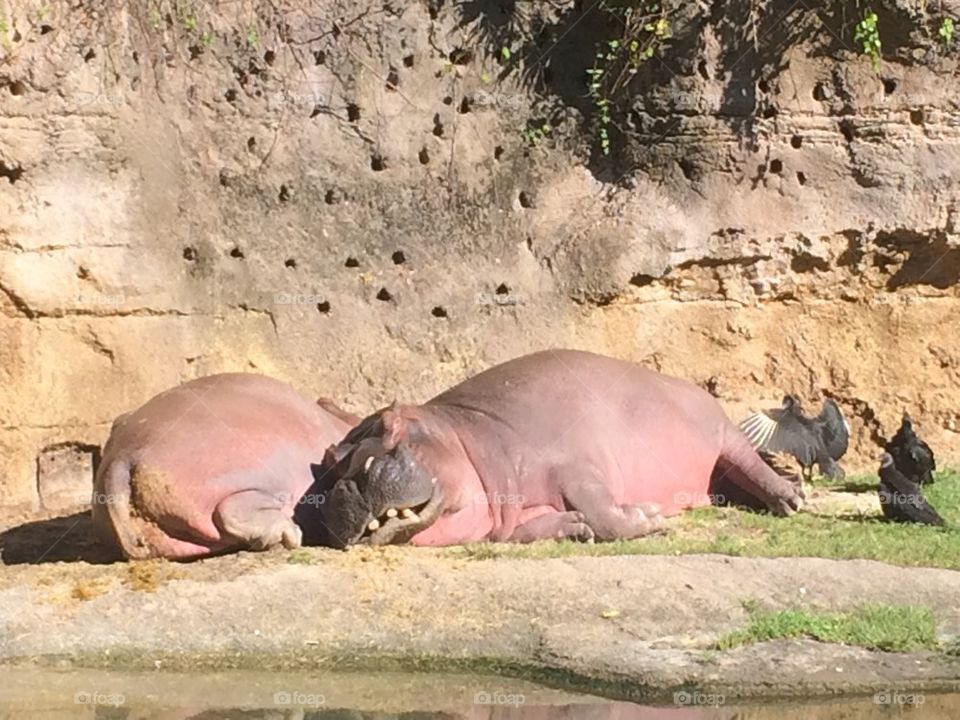 Hippo's out of the Water