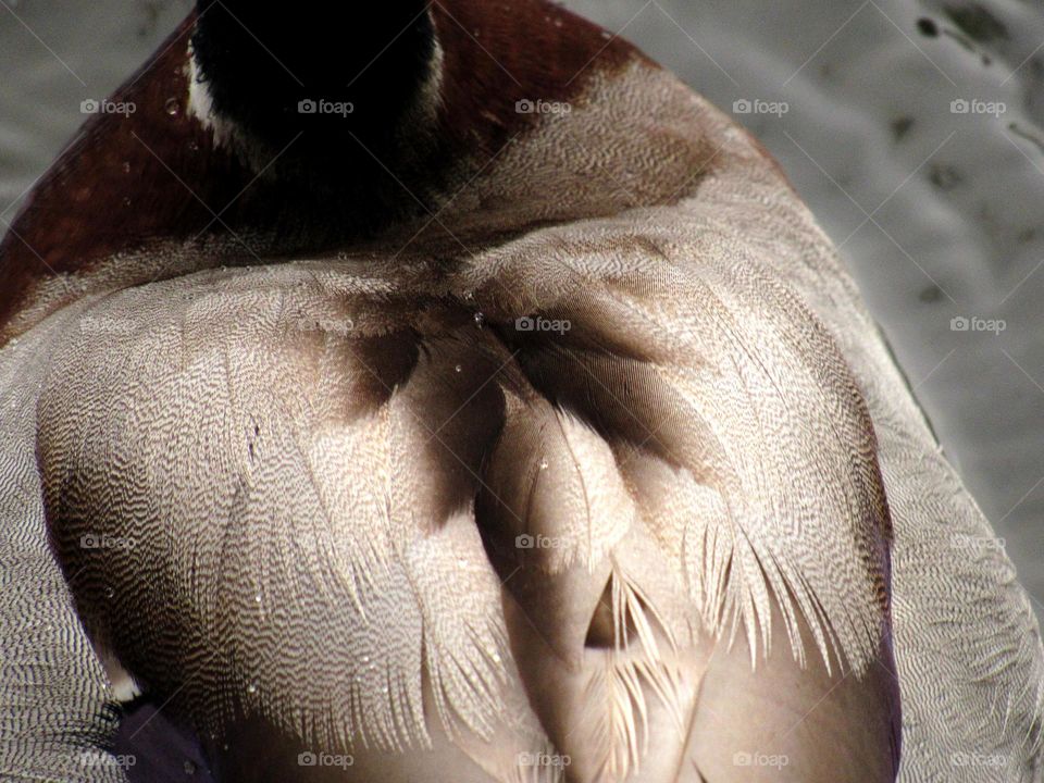 duck feathers