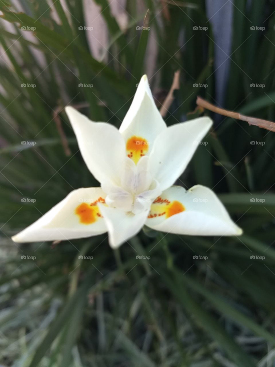 white Orange and violet Flower