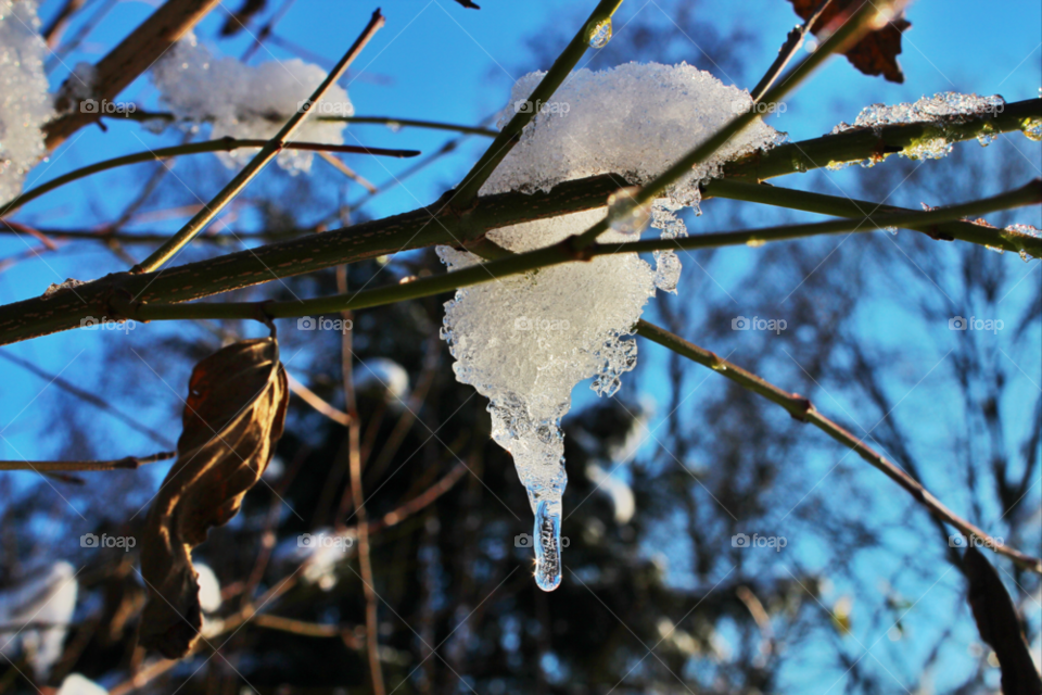 snow winter nature tree by twilite