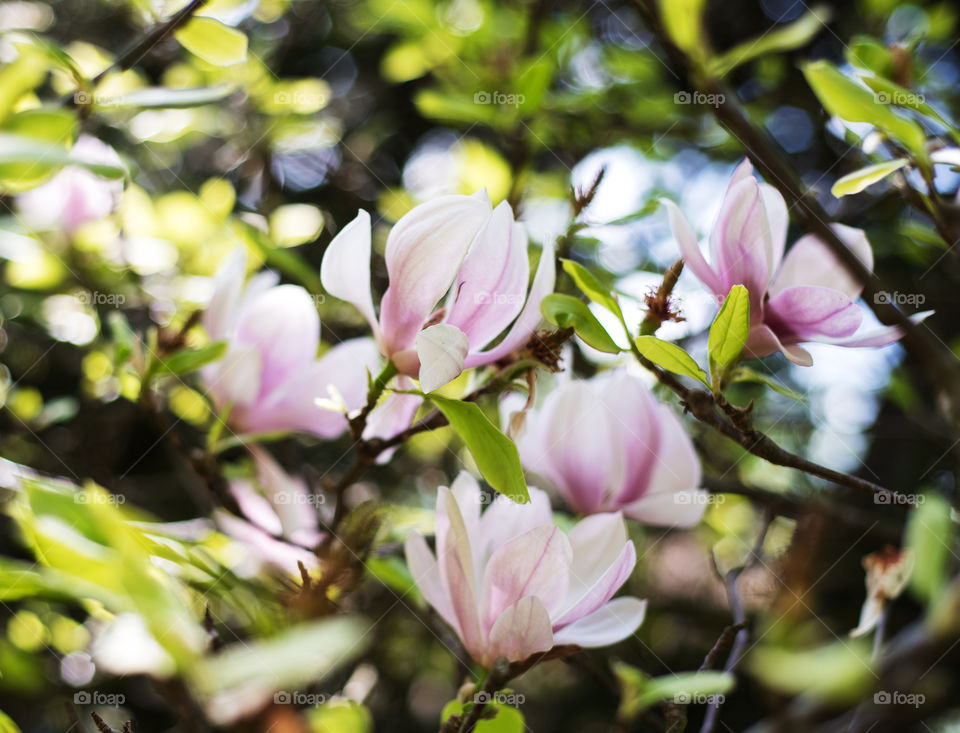 Magnolia flowers