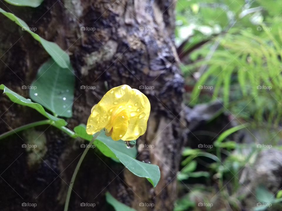 yellow
nature
forest
flower