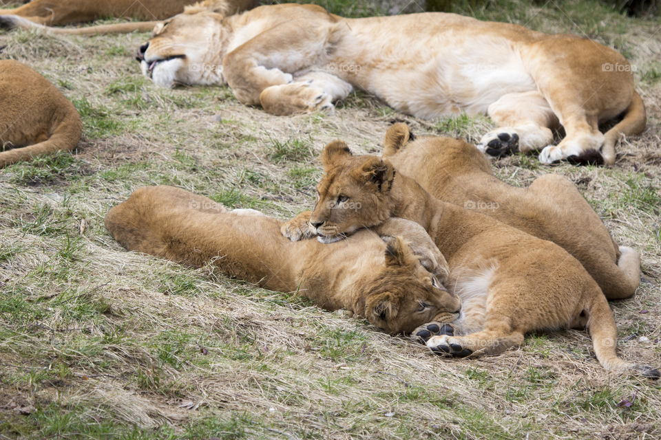 Lioness lying down on land